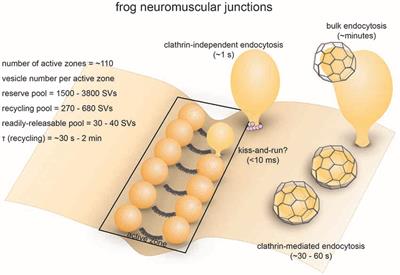 Frontiers | Synaptic Vesicle Endocytosis in Different Model Systems Frontiers | Synaptic Vesicle Endocytosis in Different Model Systems
