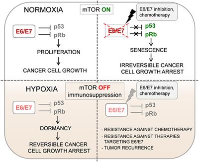 Frontiers Commentary Induction Of Dormancy In Hypoxic Human Papillomavirus Positive Cancer Cells Oncology