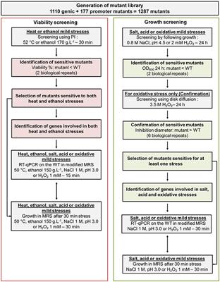 frontiers new genes involved in mild stress response lactobacillus identification chart