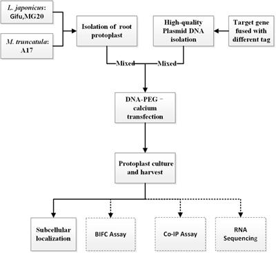 Plant Tissue Culture Flow Chart