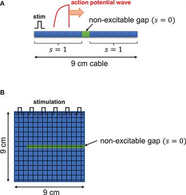 Frontiers Mathematical Analysis Of The Role Of Heterogeneous