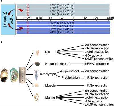 Frontiers Expression Of Na K Atpase Was Affected By Salinity Change In Pacific Abalone Haliotis Discus Hannai Physiology