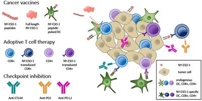Frontiers Ny Eso 1 Based Immunotherapy Of Cancer Current Perspectives