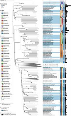Frontiers | Genome-Based Taxonomic Classification of the Phylum  Actinobacteria