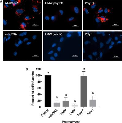 Frontiers Understanding Viral Dsrna Mediated Innate Immune Responses At The Cellular Level Using A Rainbow Trout Model Immunology