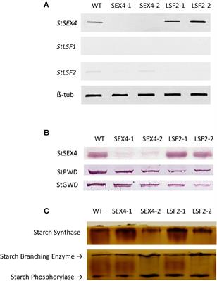 Frontiers Repression Of Sex4 And Like Sex Four2 Orthologs In Potato Increases Tuber Starch Bound Phosphate With Concomitant Alterations In Starch Physical Properties Plant Science
