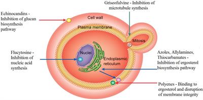 Frontiers Candida Infections And Therapeutic Strategies Mechanisms Of Action For Traditional And Alternative Agents Microbiology