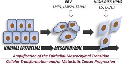 hpv vakcina és epstein barr vírus