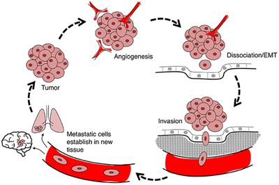 Frontiers | Mechanisms of Aquaporin-Facilitated Cancer ... transition state diagram 