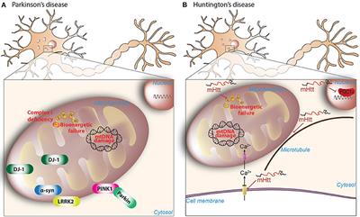 Frontiers | Mitochondrial Quality Control in Neurodegenerative Diseases: Focus on Parkinson's Disease and Huntington's Disease | Neuroscience Frontiers | Mitochondrial Quality Control in Neurodegenerative Diseases: Focus on Parkinson's Disease and Huntington's Disease | Neuroscience