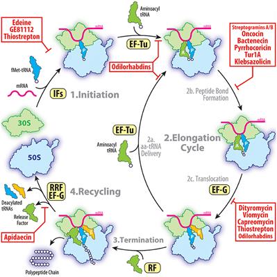 Frontiers The Mechanisms Of Action Of Ribosome Targeting Peptide Antibiotics Molecular Biosciences