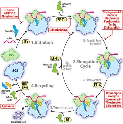 Frontiers The Mechanisms Of Action Of Ribosome Targeting Peptide Antibiotics Molecular Biosciences Frontiers The Mechanisms Of Action Of Ribosome Targeting Peptide Antibiotics Molecular Biosciences