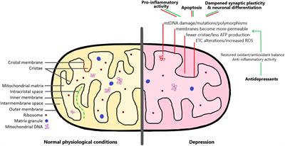 frontiers mitochondria and mood mitochondrial dysfunction as a
