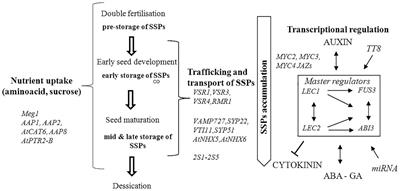 Frontiers Genetic And Molecular Regulation Of Seed Storage Proteins Ssps To Improve Protein Nutritional Value Of Oilseed Rape Brassica Napus L Seeds Plant Science Frontiers Genetic And Molecular Regulation Of Seed Storage Proteins Ssps To Improve Protein Nutritional Value Of Oilseed Rape Brassica Napus L Seeds Plant Science