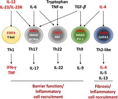 Frontiers | Effector T Helper Cell Subsets in Inflammatory Bowel Diseases