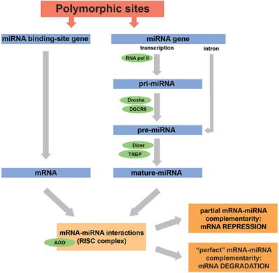 Frontiers | MicroRNA-Related Polymorphisms in Infectious Diseases—Tiny ...