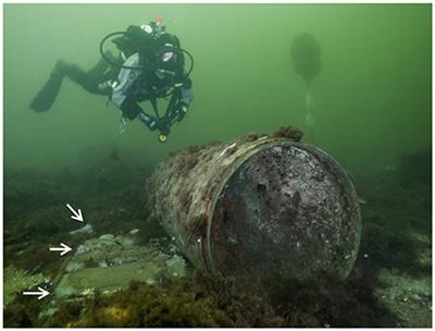 Marine Study Examines Stress Brain >> Frontiers Spread Behavior And Ecosystem Consequences Of Marine Study Examines Stress Brain >> Frontiers Spread Behavior And Ecosystem Consequences Of