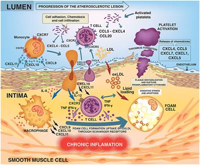 Temporal Relationships Between Circulating Levels of CC and CXC Chemokines  and Developing Atherosclerosis in Apolipoprotein E*3 Leiden Mice