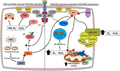 Frontiers | Phosphoinositide 3-Kinase/Akt Signaling and Redox ...
