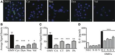 Frontiers Helicobacter Pylori Outer Membrane Vesicle Size Determines Their Mechanisms Of Host Cell Entry And Protein Content Immunology