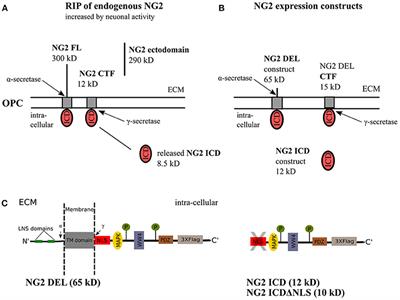 Frontiers The Intracellular Cleavage Product Of The Ng2 Proteoglycan Modulates Translation And Cell Cycle Kinetics Via Effects On Mtorc1 Fmrp Signaling Cellular Neuroscience ng2 proteoglycan modulates translation