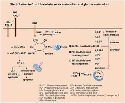 Frontiers Vitamin C In Cancer A Metabolomics Perspective