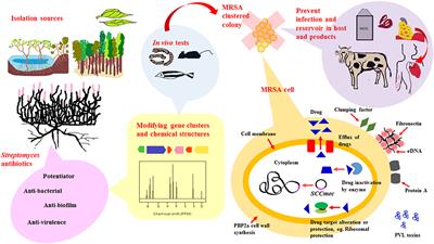 Frontiers Streptomyces As A Prominent Resource Of Future Anti Mrsa Drugs Microbiology