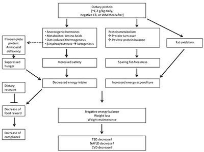 low protein diet increases energy expenditure