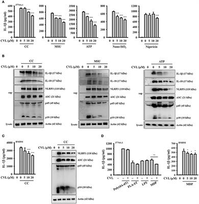 Frontiers Repositioning Of The B Blocker Carvedilol As A Novel Autophagy Inducer That Inhibits The Nlrp3 Inflammasome Immunology