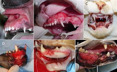 sublingual caruncle dog