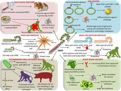 | Advances Designing and Developing Vaccines, Drugs, and Therapies to Counter Ebola