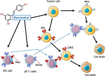 Frontiers | Is Resveratrol a Cancer Immunomodulatory Molecule ...