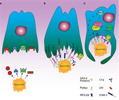 Frontiers | The Role of Efferocytosis in Autoimmune Diseases Frontiers | The Role of Efferocytosis in Autoimmune Diseases