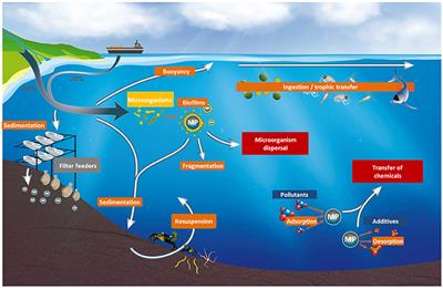 Frontiers | Constraints and Priorities for Conducting ... simple diagram of body organs 