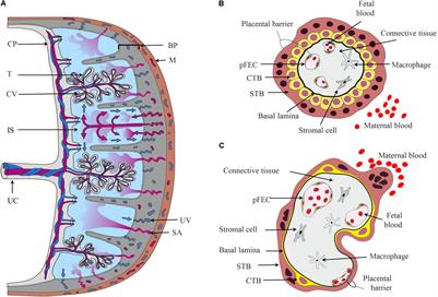 Frontiers | Physiology and Pathophysiology of Steroid Biosynthesis, Transport and Metabolism in the Human Placenta Frontiers | Physiology and Pathophysiology of Steroid Biosynthesis, Transport and Metabolism in the Human Placenta