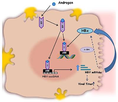 Frontiers - Sex-Dependent Outcome of Hepatitis B and C Viruses Infections: Synergy of Sex ...