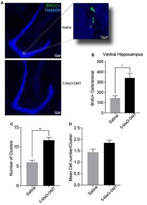 wallpapers What Does Omk Mean meo dmt stimulates cell proliferation