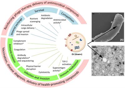 Release of Staphylococcus aureus extracellular vesicles and their  application as a vaccine platform