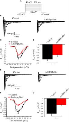 Frontiers | Role of the Membrane Trafficking of Nav1.5 Channel Protein in Antidepressant-Induced Brugada Syndrome