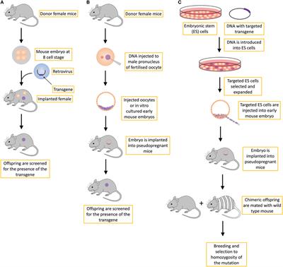Frontiers | Transgenic Mouse Models in Cancer Research Frontiers | Transgenic Mouse Models in Cancer Research
