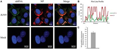 Frontiers Visualization Of Double Stranded Rna Colocalizing With Pattern Recognition Receptors In Arenavirus Infected Cells Cellular And Infection Microbiology Frontiers Visualization Of Double Stranded Rna Colocalizing With Pattern Recognition Receptors In Arenavirus Infected Cells Cellular And Infection Microbiology