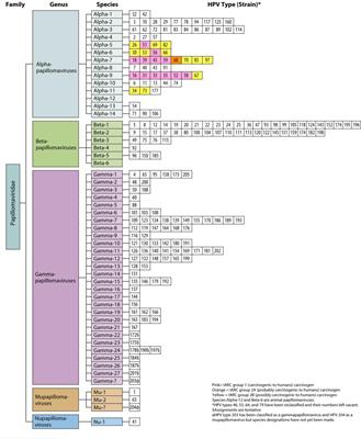 Hpv high risk diagnosis, Hpv high risk group