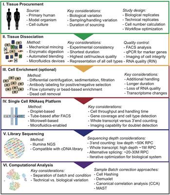 Frontiers  Single-cell detection of primary transcripts, their