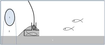 Frontiers | Noise Affects Multimodal Communication During Courtship in a Marine Fish Frontiers | Noise Affects Multimodal Communication During Courtship in a Marine Fish