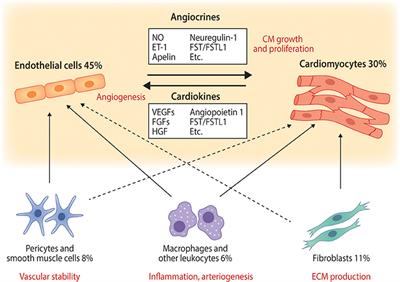 Types Of Email Accounts >> Frontiers | Cardiomyocyte—Endothelial Cell Interactions in ... Types Of Email Accounts >> Frontiers | Cardiomyocyte—Endothelial Cell Interactions in ...