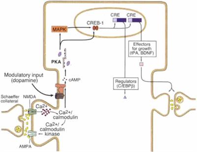 Synaptic Plasticity Learning and Memory in Perirhinal Cortex