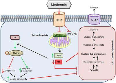 Frontiers  Metformin in Reproductive Biology  Endocrinology