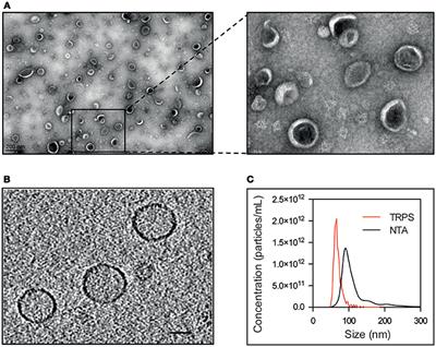 Release of Staphylococcus aureus extracellular vesicles and their  application as a vaccine platform