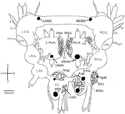 frontiers sense and insensibility an appraisal of the effects of frontiers sense and insensibility an appraisal of the effects of clinical anesthetics on gastropod and cephalopod molluscs as a step to improved welfare