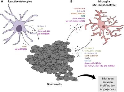 Types Of Email Accounts >> Frontiers | Microglia/Astrocytes–Glioblastoma Crosstalk ... Types Of Email Accounts >> Frontiers | Microglia/Astrocytes–Glioblastoma Crosstalk ...